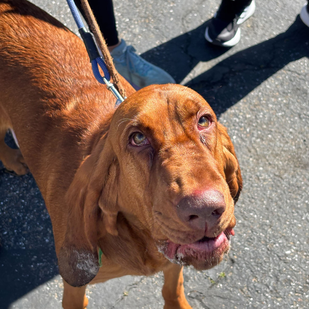Mr. Boomer, an adoptable Bloodhound in San Francisco, CA, 94110 | Photo Image 3