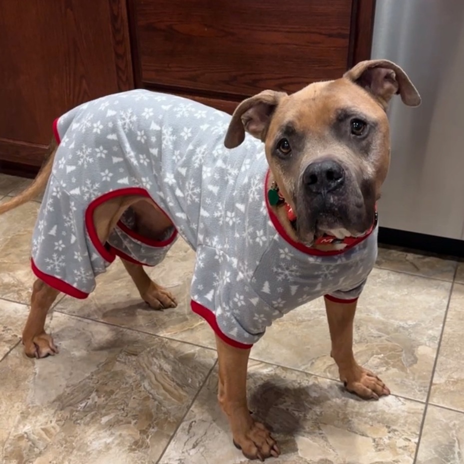 Baloo, an adoptable Mastiff in Ashland, OR, 97520 | Photo Image 5