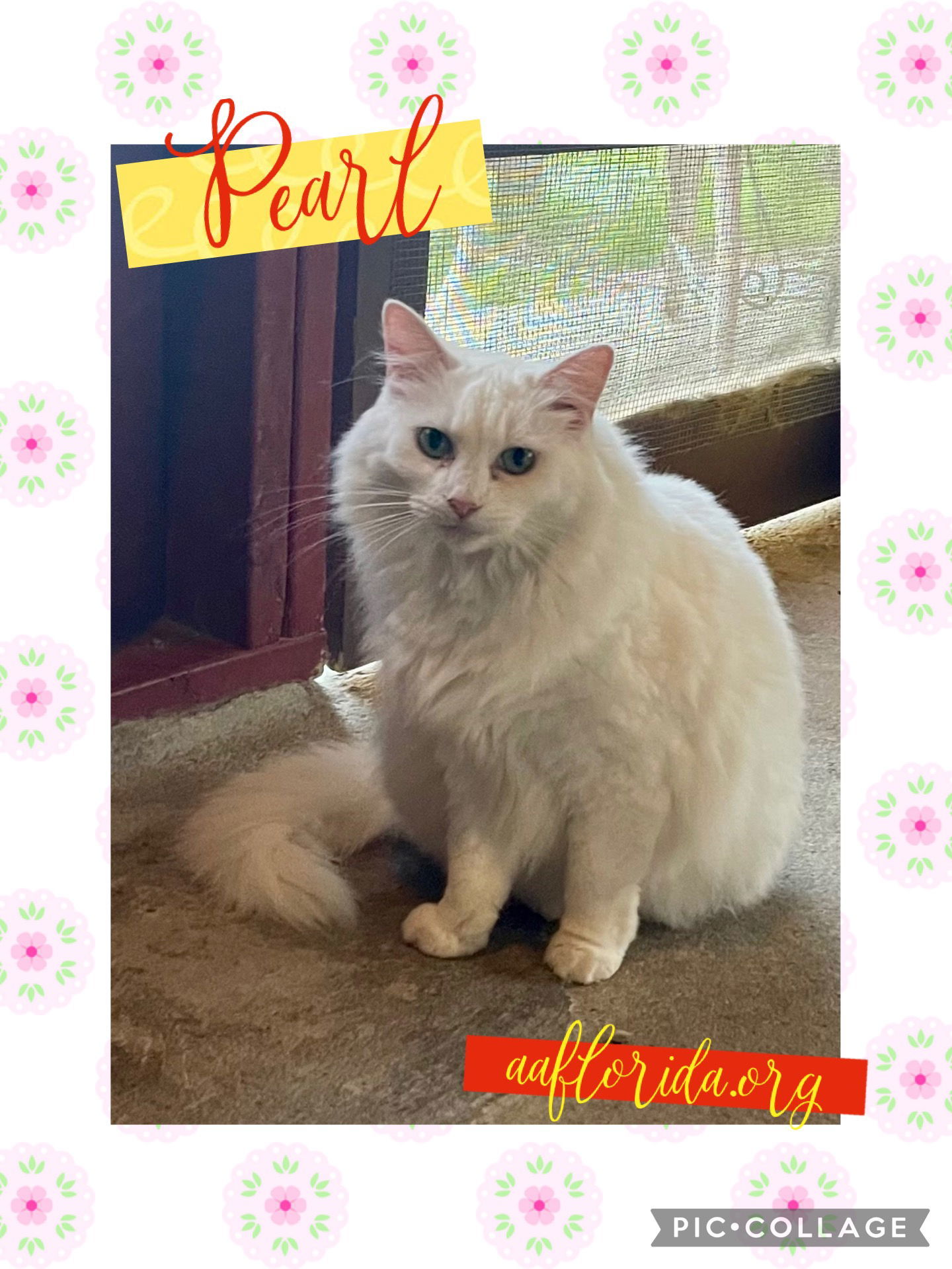 Pearl *Cyd, an adoptable Ragdoll, Domestic Long Hair in Pensacola, FL, 32534 | Photo Image 1