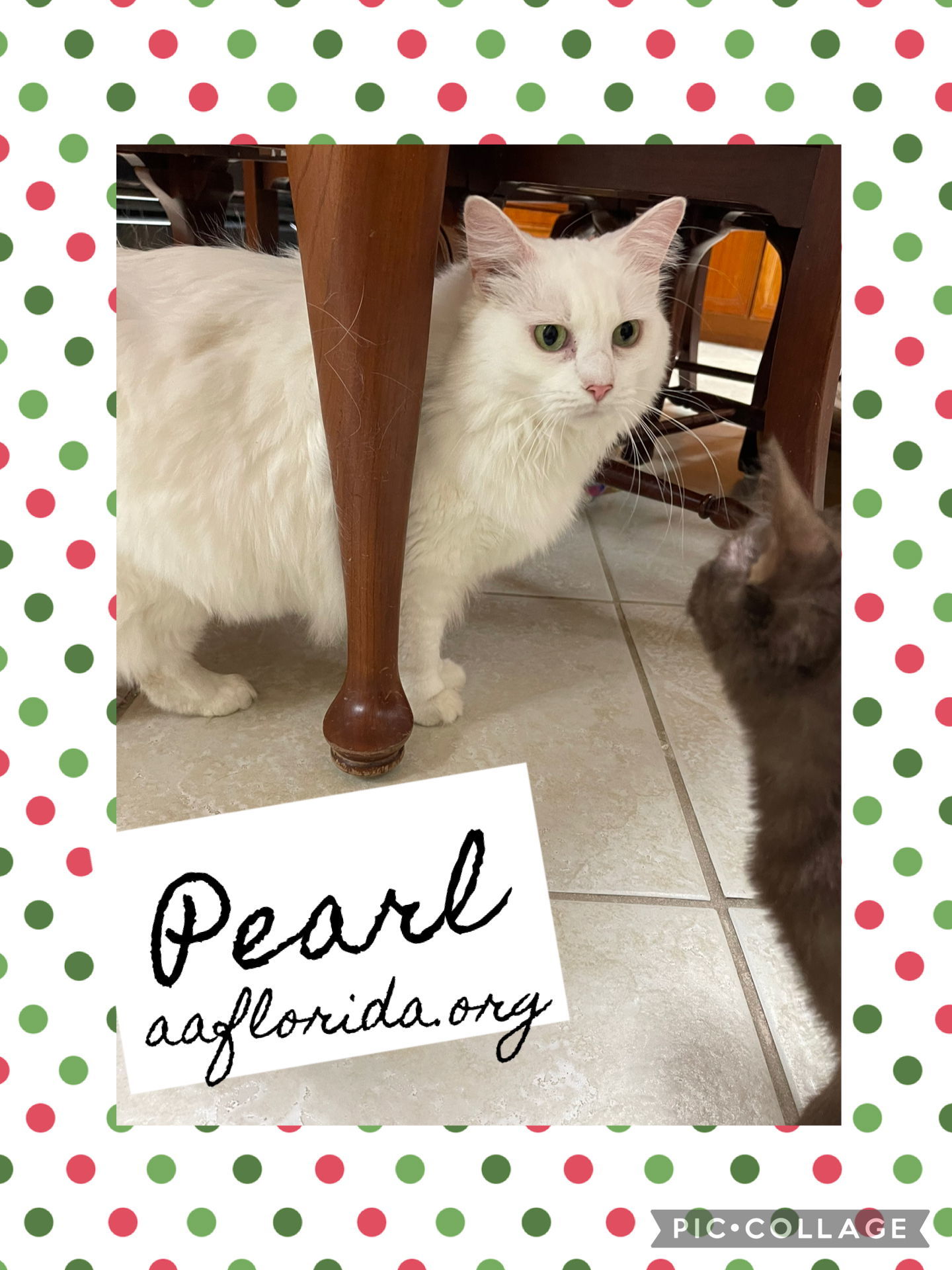 Pearl *Cyd, an adoptable Ragdoll, Domestic Long Hair in Pensacola, FL, 32534 | Photo Image 2