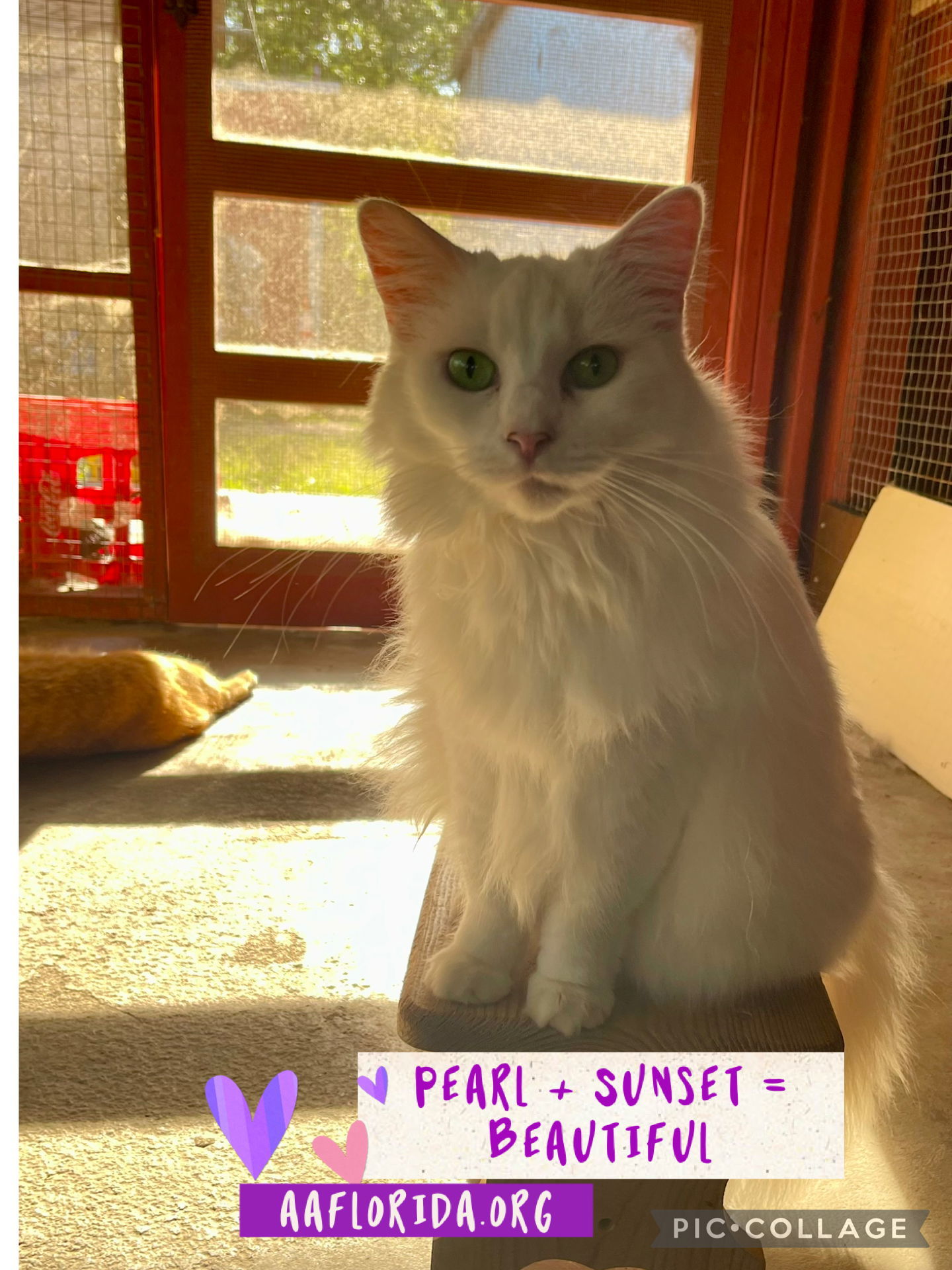 Pearl *Cyd, an adoptable Ragdoll, Turkish Angora in Pensacola, FL, 32534 | Photo Image 2