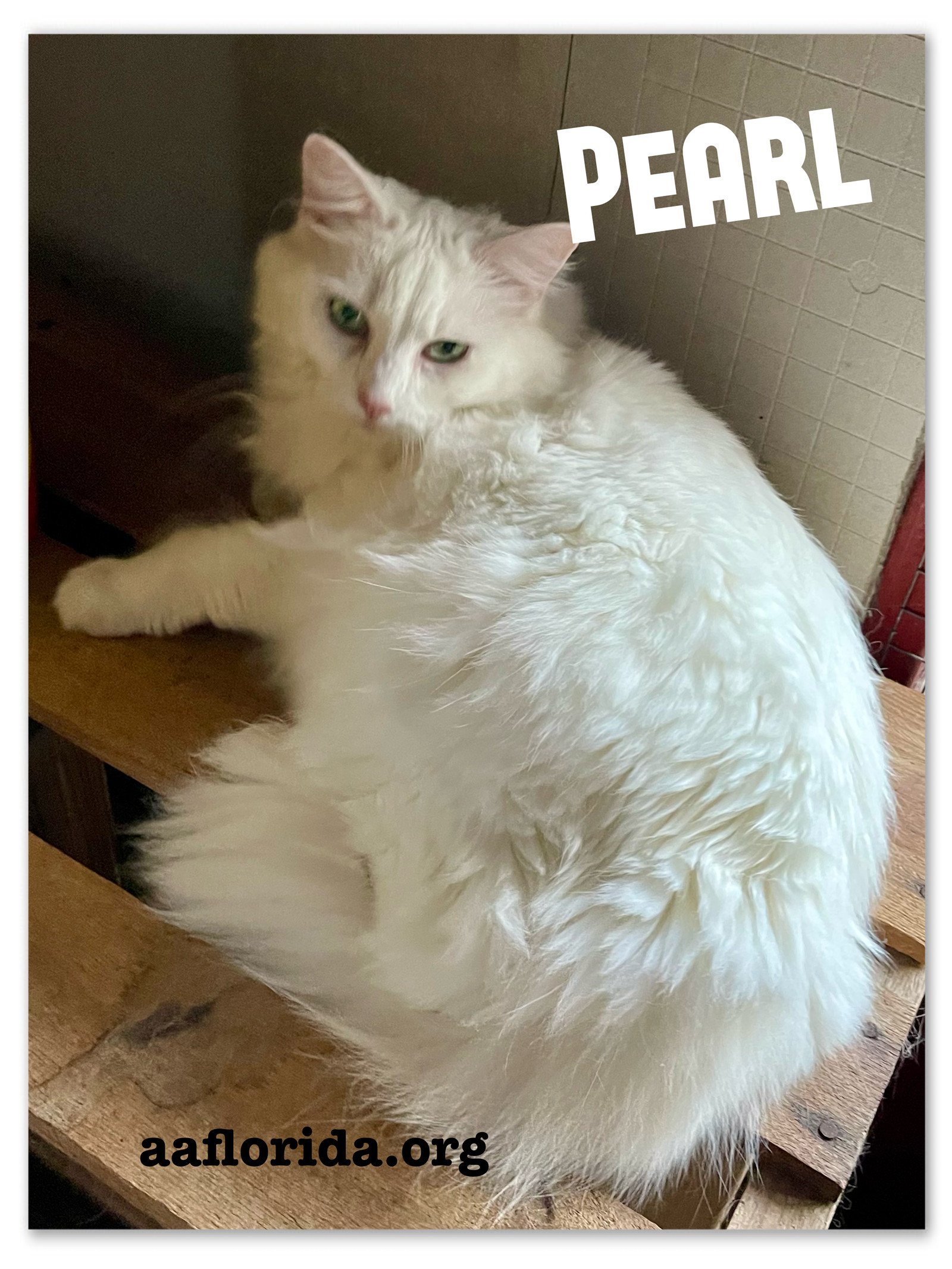 Pearl *Cyd, an adoptable Ragdoll, Domestic Long Hair in Pensacola, FL, 32534 | Photo Image 3