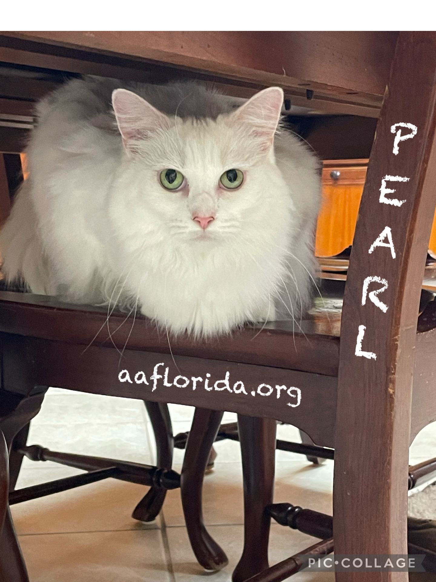 Pearl *Cyd, an adoptable Ragdoll, Domestic Long Hair in Pensacola, FL, 32534 | Photo Image 3