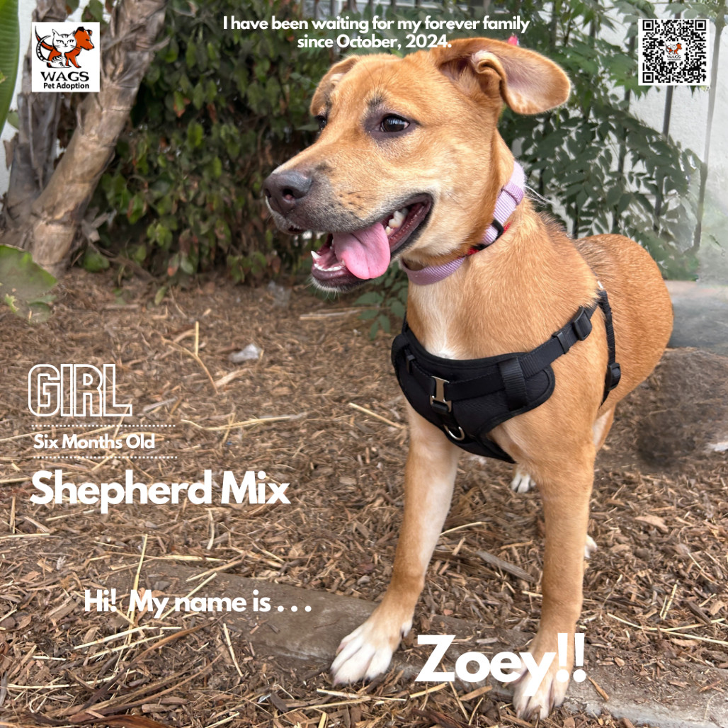 Zoey