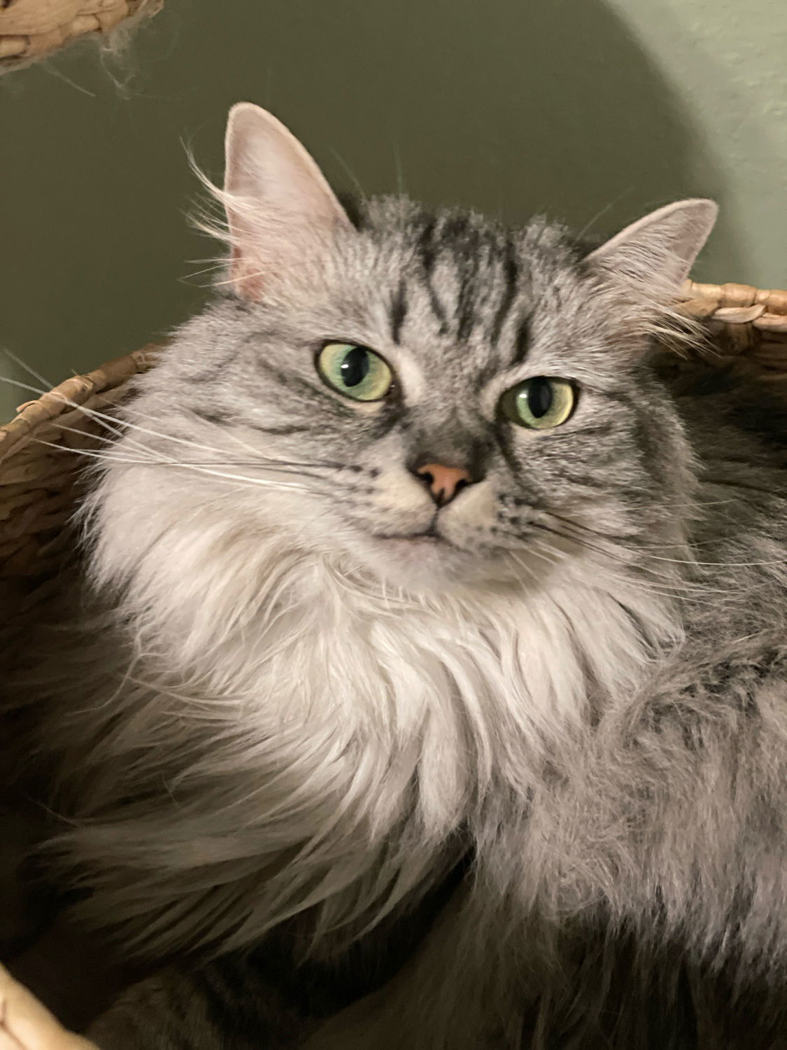 Skye and Luna, an adoptable Domestic Long Hair, Ragdoll in Walnut Creek, CA, 94596 | Photo Image 1