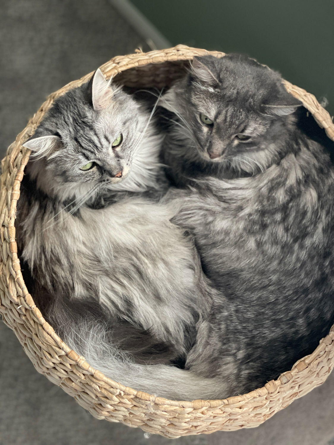 Skye and Luna, an adoptable Domestic Long Hair, Ragdoll in Walnut Creek, CA, 94596 | Photo Image 2