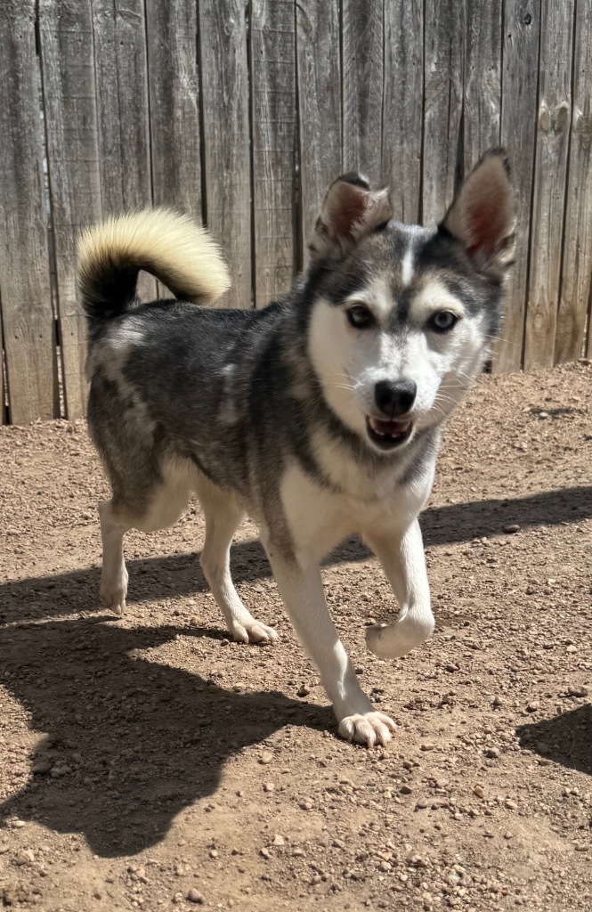 Jennifer, an adoptable Kai Dog in Hastings, NE, 68901 | Photo Image 1