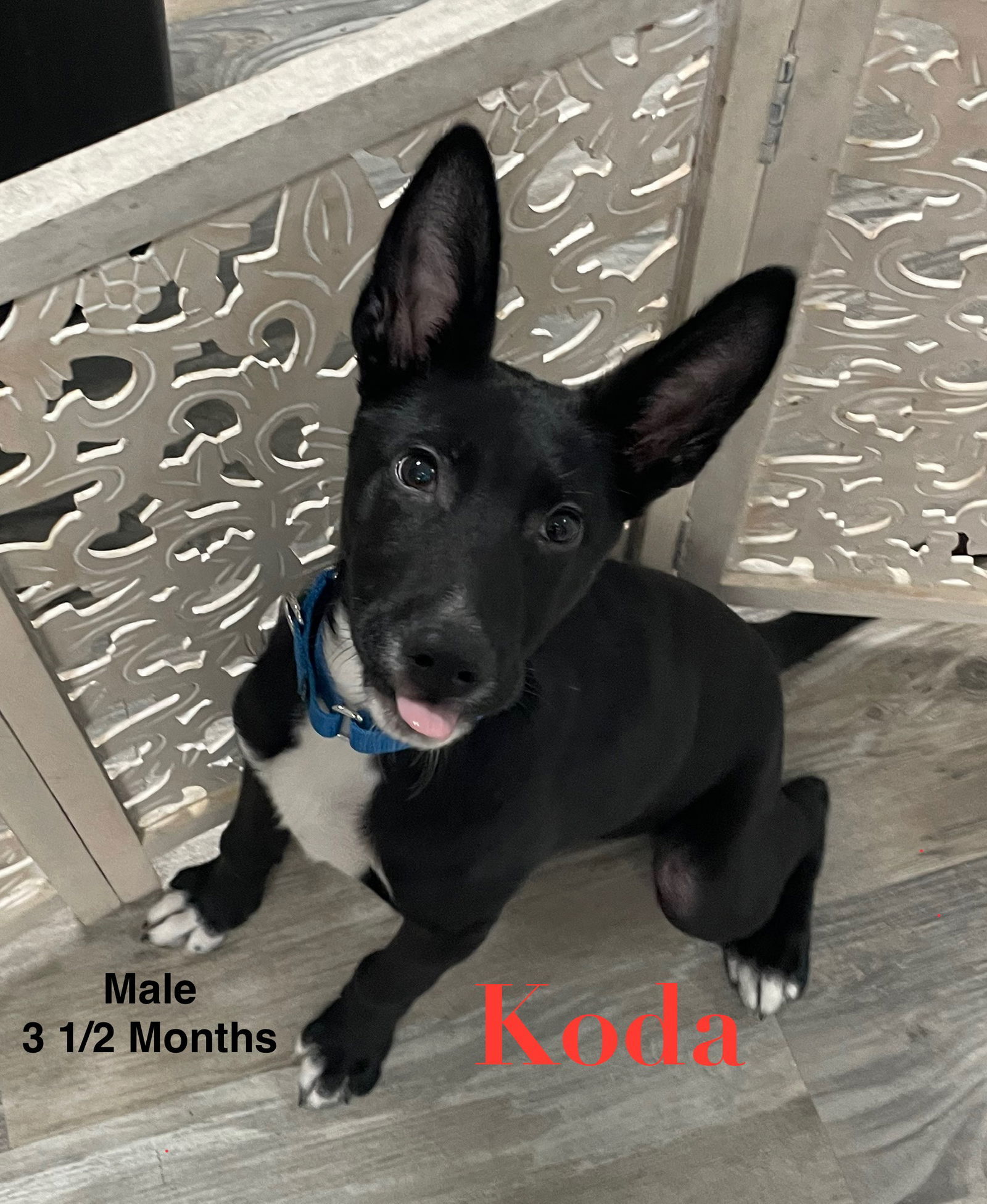 Koda
