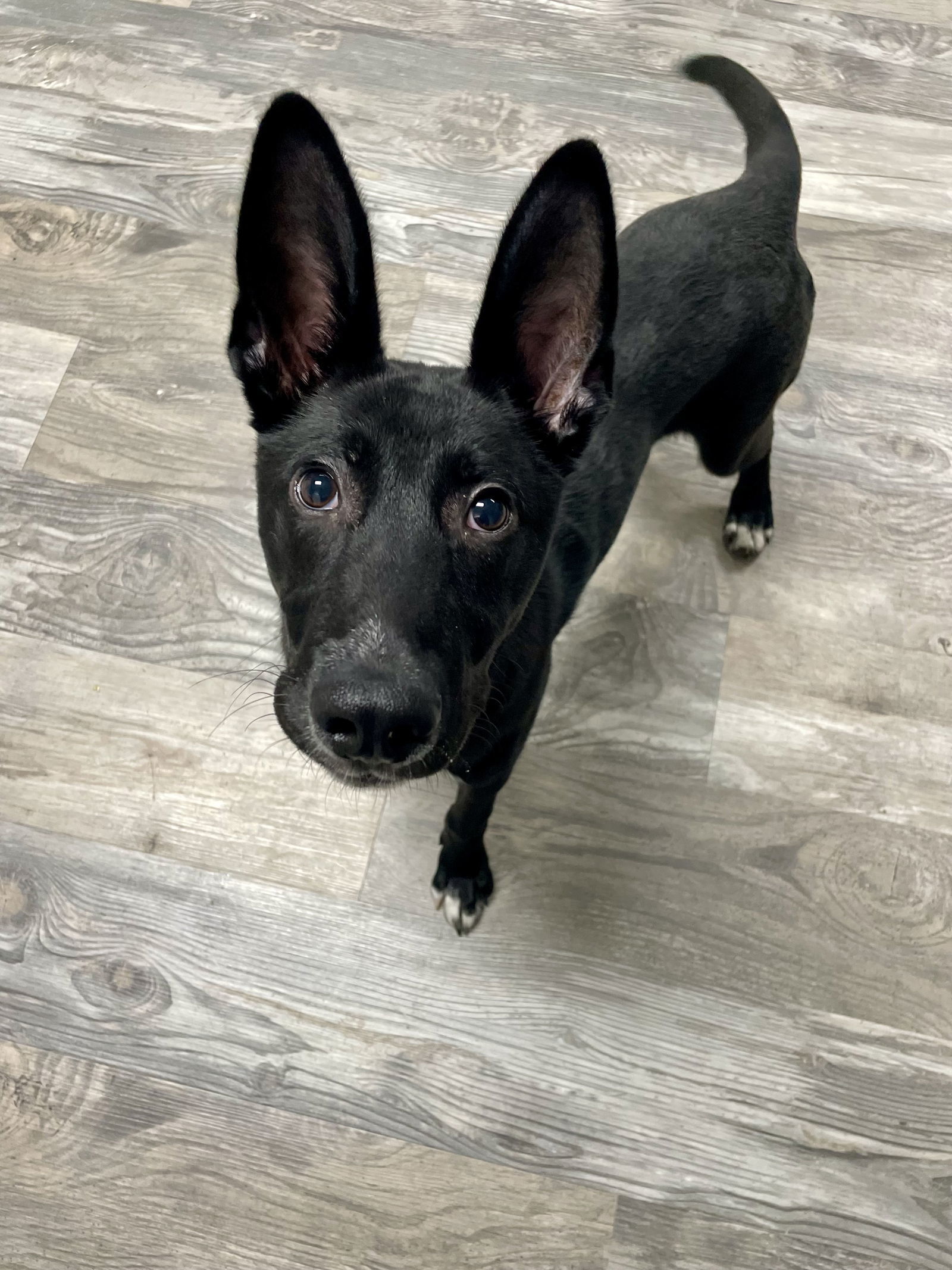 Koda
