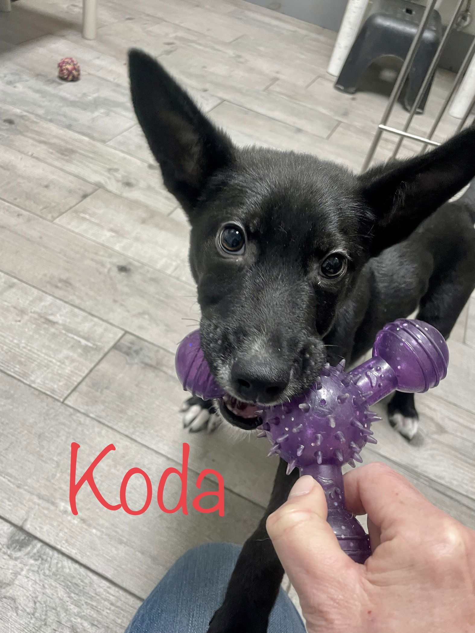 Koda