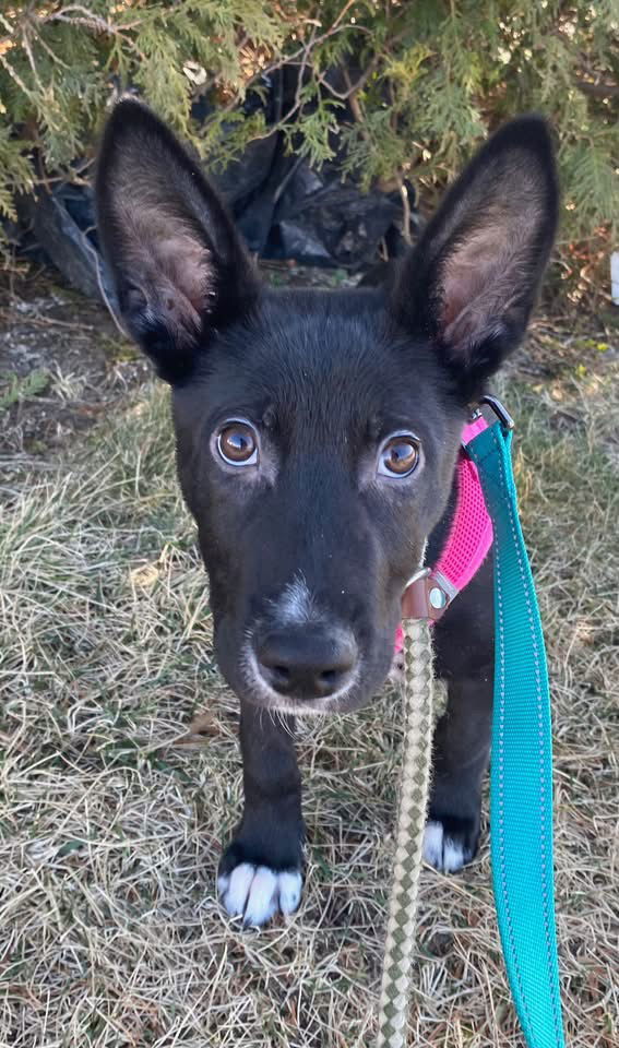 Koda
