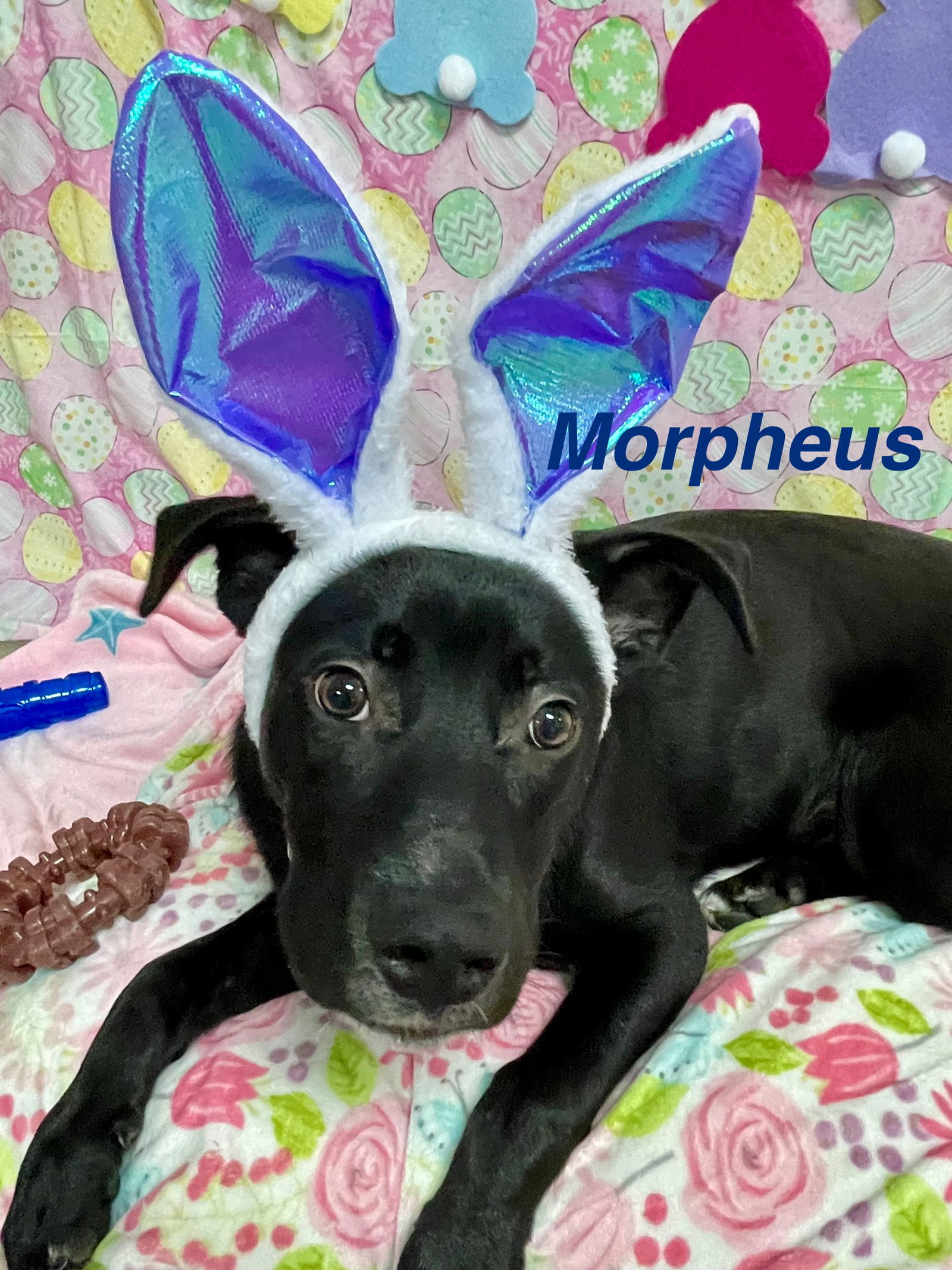 Morpheus