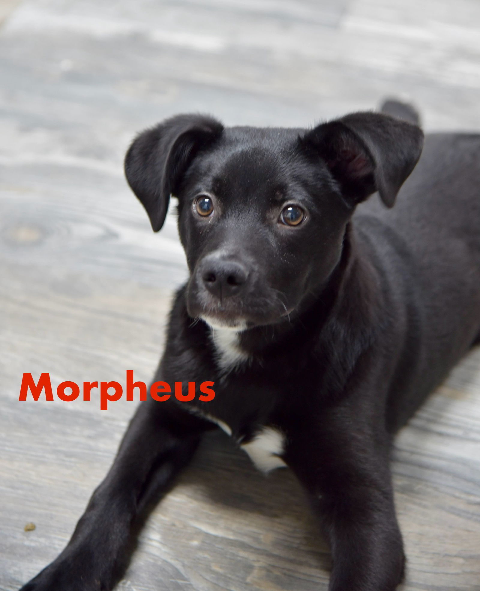 Morpheus
