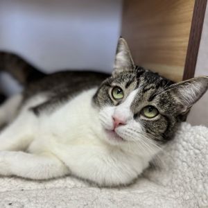 Ana 4617, Adult Female Domestic Short Hair