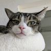 Ana 4617 photo 3