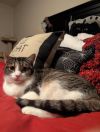 Ana 4617 photo 4