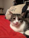 Ana 4617 photo 5