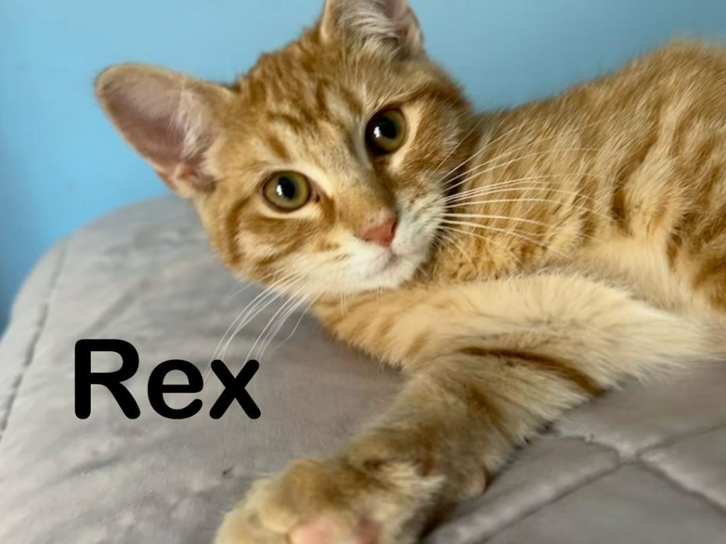 Rex