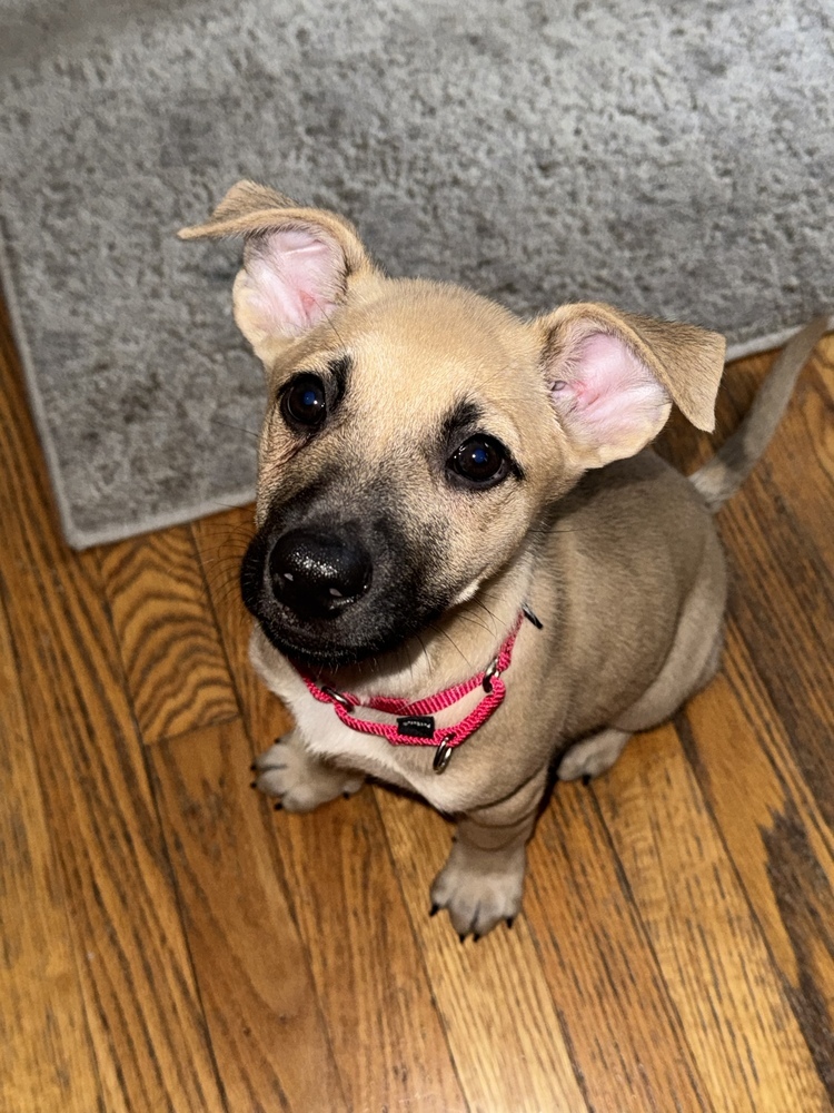 Gravy (Kya's Litter)