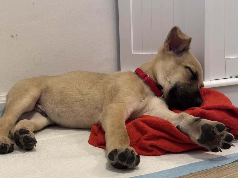 Gravy (Kya's Litter)