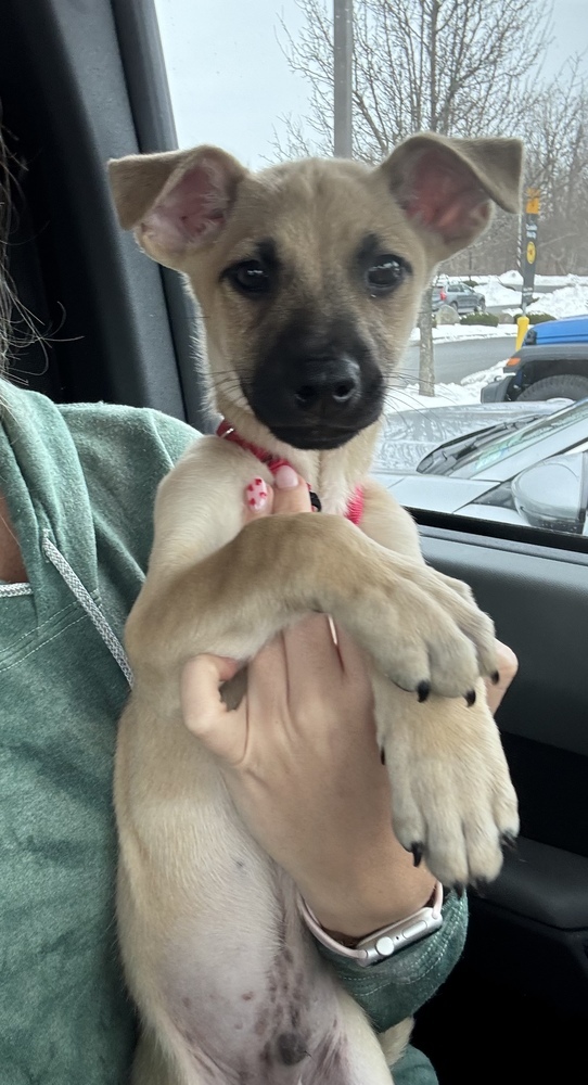 Gravy (Kya's Litter)