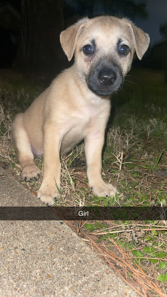 Gravy (Kya's Litter)
