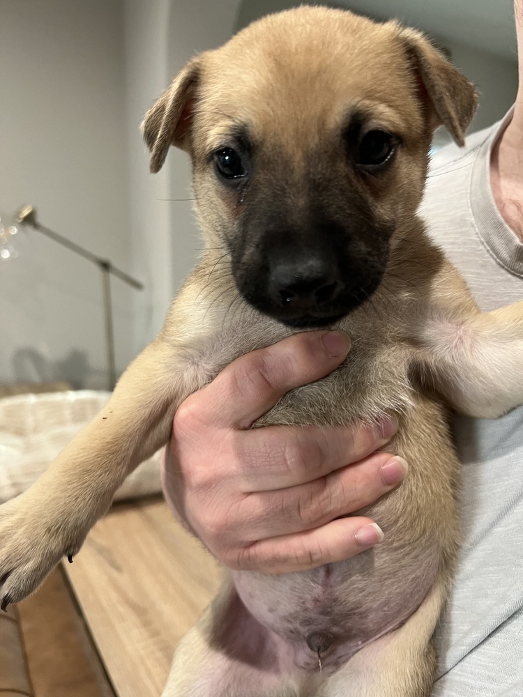 Gravy (Kya's Litter)