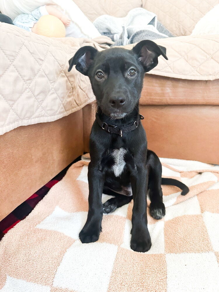 Batman (Kya's Litter)
