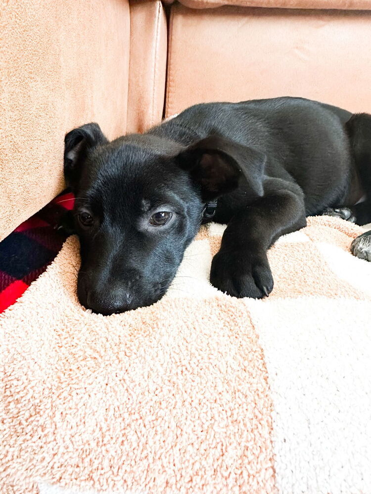 Batman (Kya's Litter)