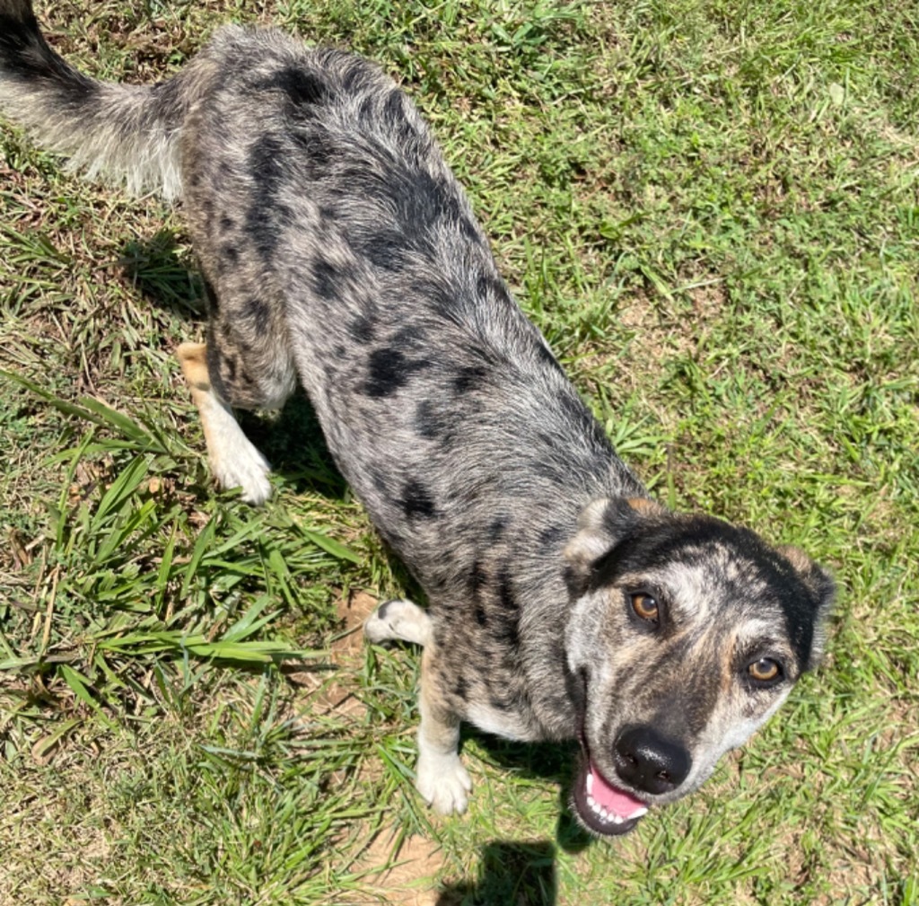 Kali