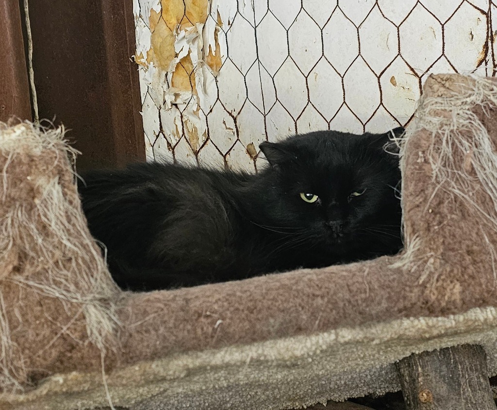 Onyx, an adoptable Domestic Long Hair in Midland, TX, 79705 | Photo Image 1
