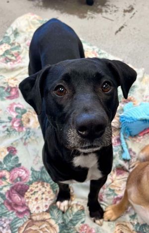 Meet Tilly Oh how we love this girl Tilly is the most affectionate funny and sweet girl She is a