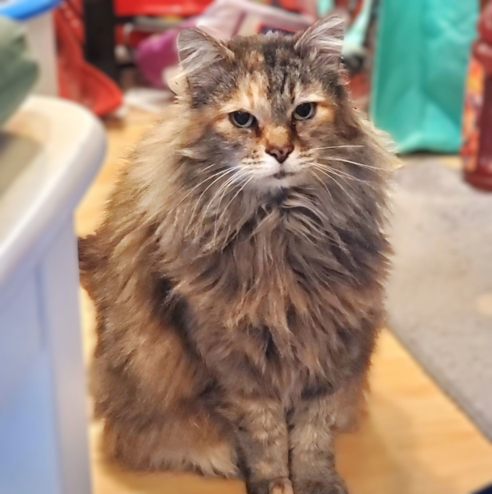 Sweet Pea, an adoptable Domestic Long Hair, Tortoiseshell in Springfield, OR, 97475 | Photo Image 2