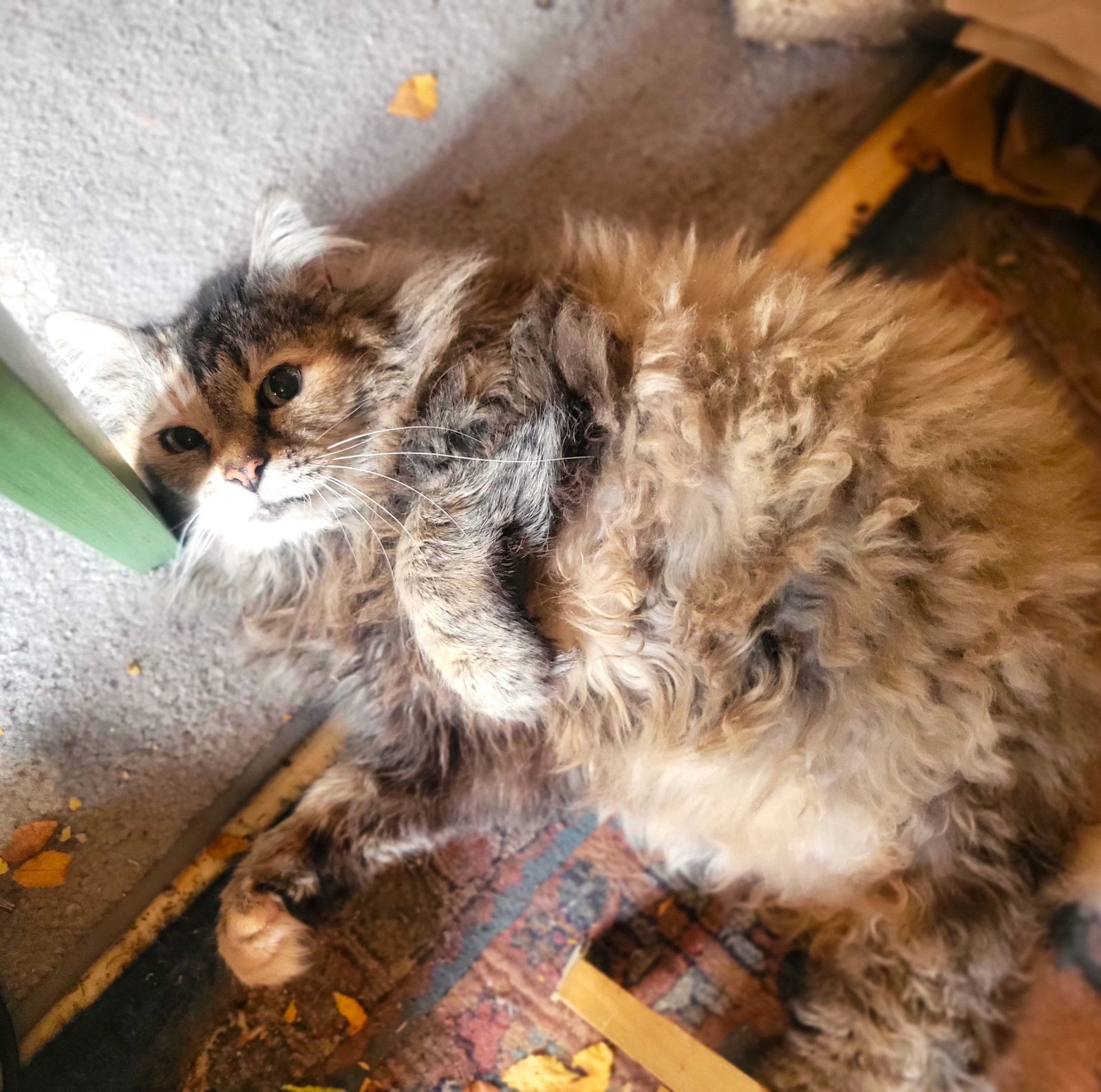 Sweet Pea, an adoptable Domestic Long Hair, Tortoiseshell in Springfield, OR, 97475 | Photo Image 5