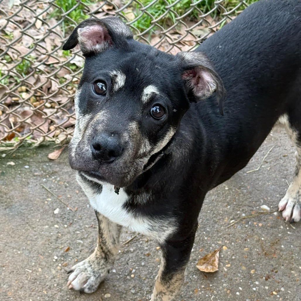 Auggie the awkward pup