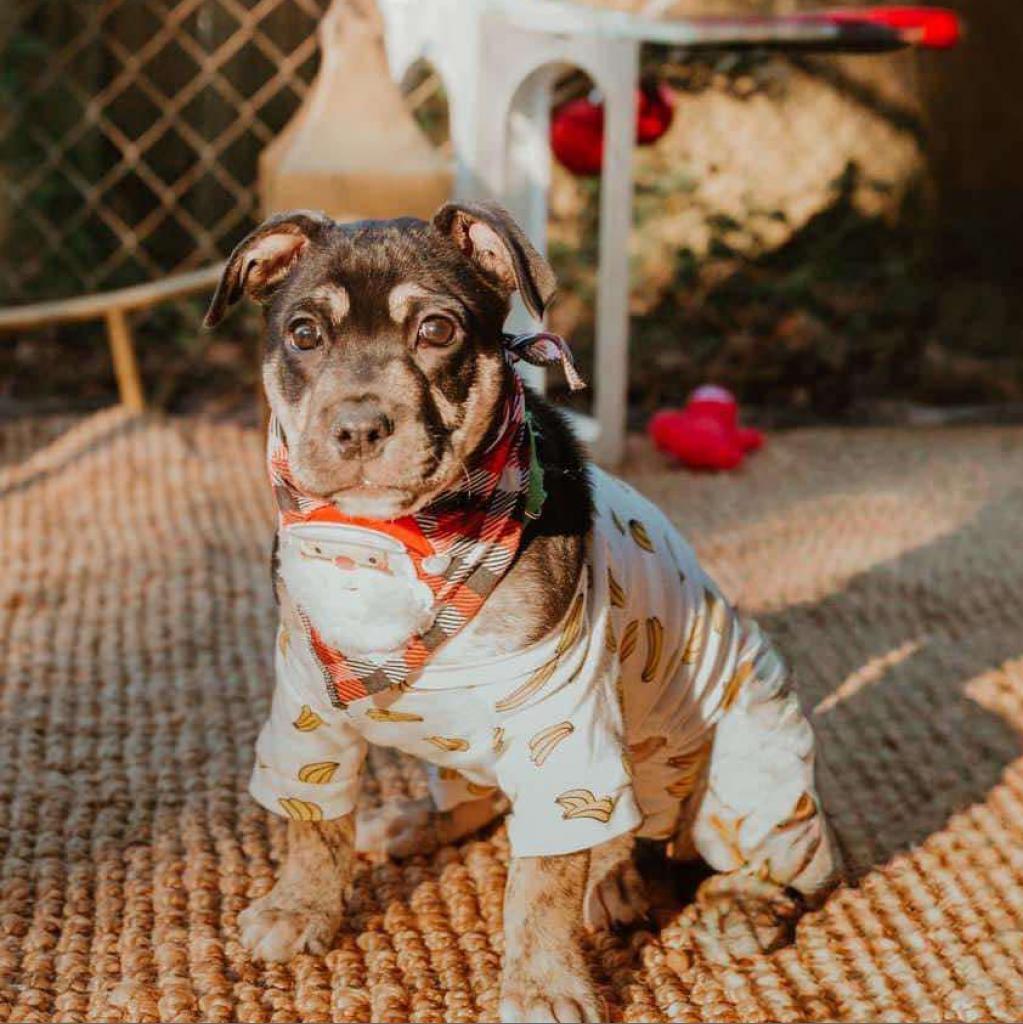 Auggie the awkward pup