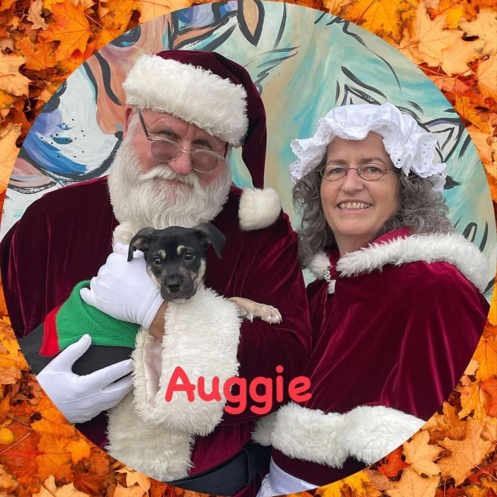 Auggie the awkward pup