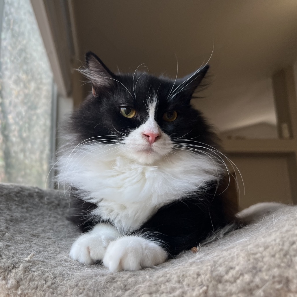 Carbonara, an adoptable Domestic Short Hair in Phoenix, AZ, 85086 | Photo Image 1