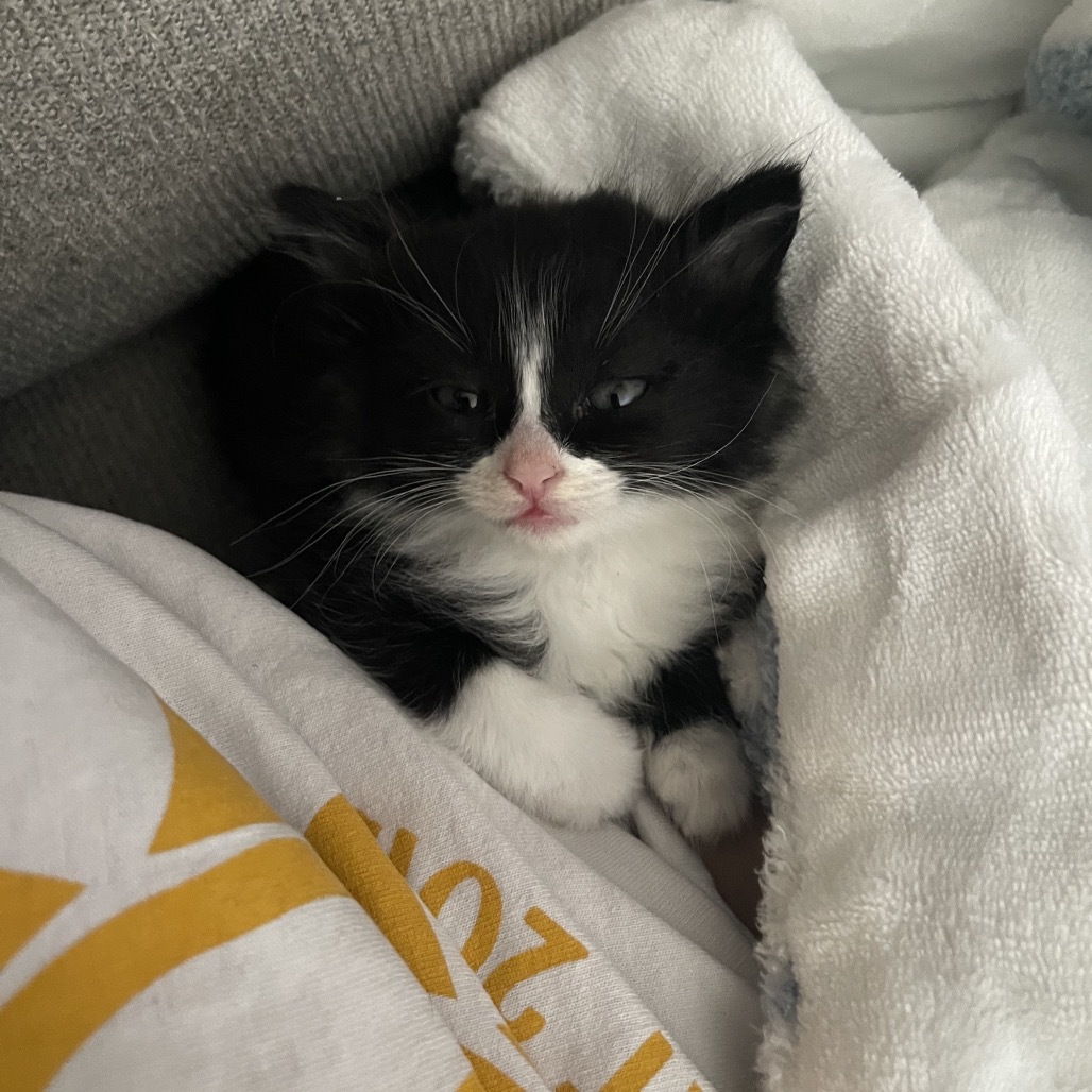 Carbonara, an adoptable Domestic Short Hair in Phoenix, AZ, 85086 | Photo Image 2
