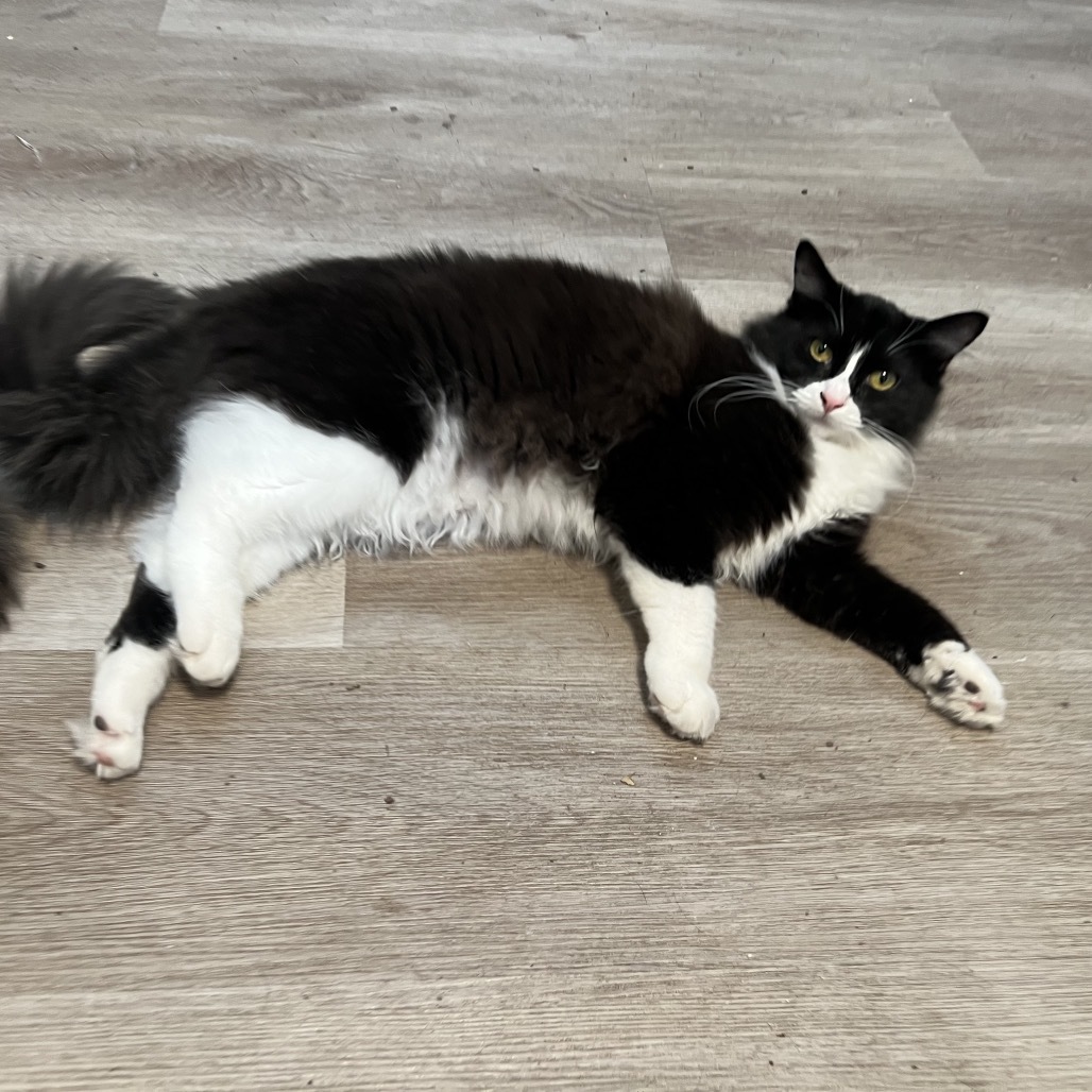 Carbonara, an adoptable Domestic Short Hair in Phoenix, AZ, 85086 | Photo Image 3