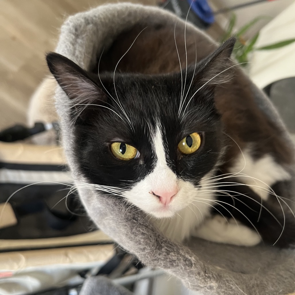 Carbonara, an adoptable Domestic Short Hair in Phoenix, AZ, 85086 | Photo Image 4