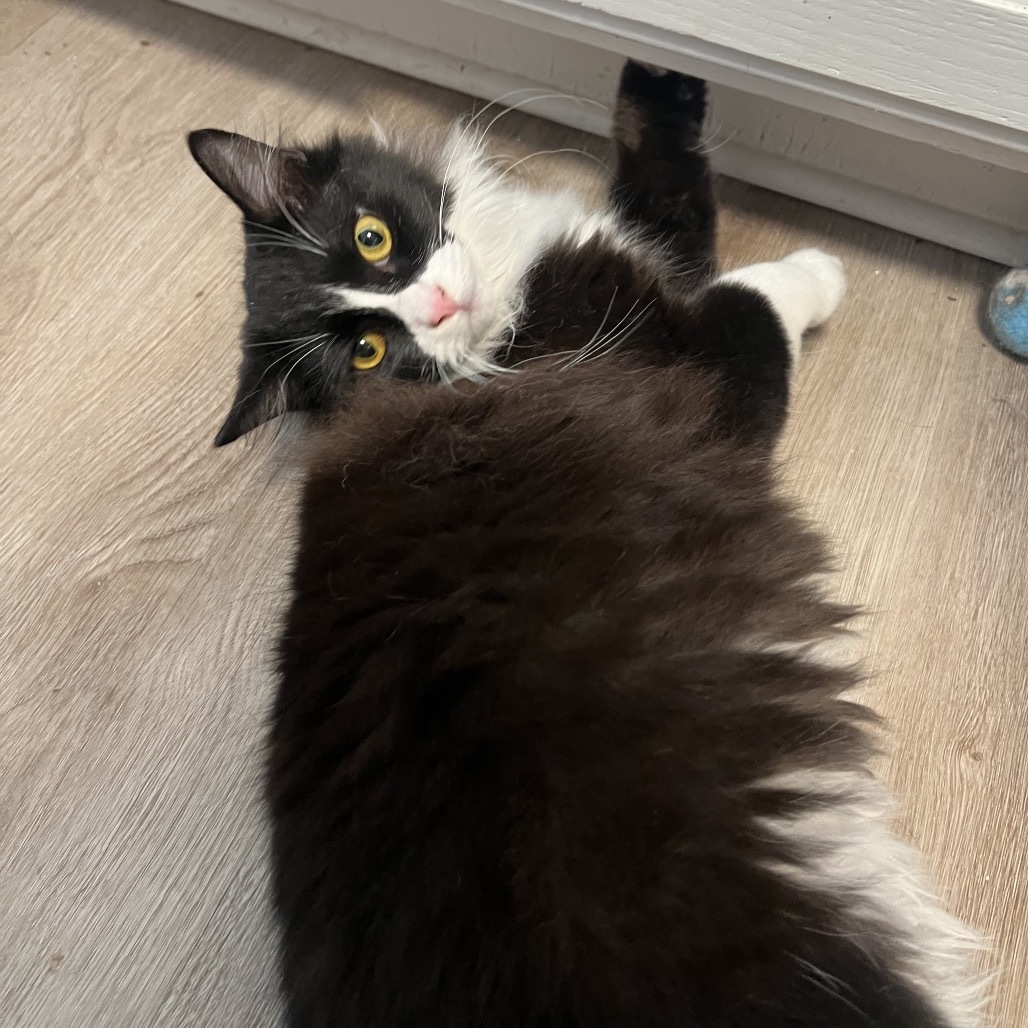 Carbonara, an adoptable Domestic Short Hair in Phoenix, AZ, 85086 | Photo Image 5