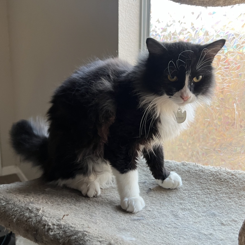 Carbonara, an adoptable Domestic Short Hair in Phoenix, AZ, 85086 | Photo Image 6