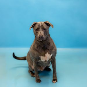Primary Color Grey Weight 662lbs Age 3yrs 3mths 4wks Animal has been Neutered