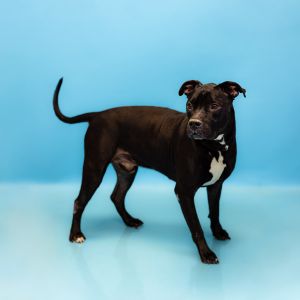 Primary Color Black Secondary Color White Weight 75lbs Age 7yrs 4mths 0wks Animal has been Neute