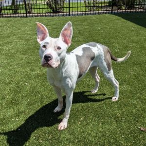 Posey, Adult Female Pit Bull Terrier