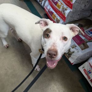 Rosie, Young Female Mixed Breed