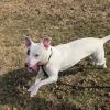 Rosie photo 4