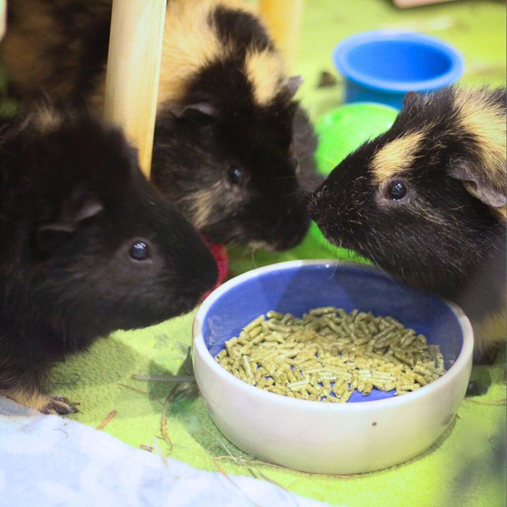 Ivan, Theo &amp; Ferdinand