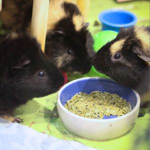 Ivan, Theo &amp; Ferdinand, Adult Male Guinea Pig